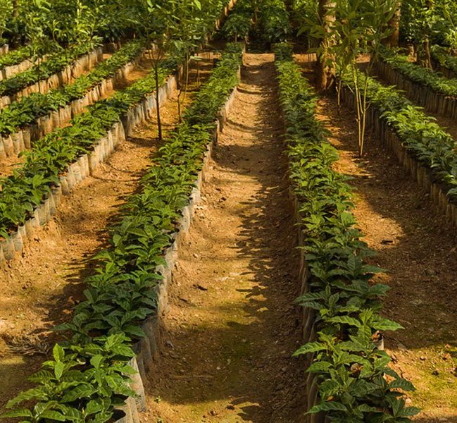 Guatemala Antigua Coffee