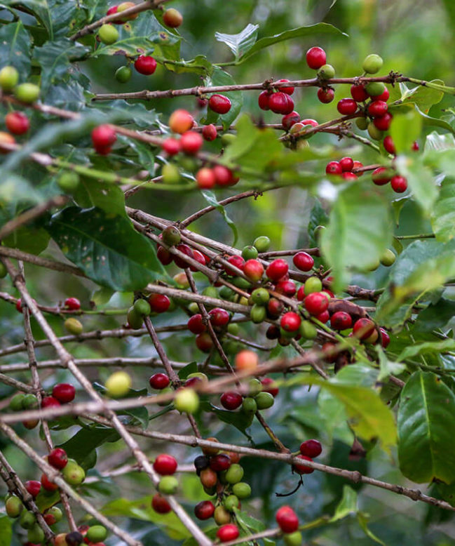 Ethiopia Kayon Guji Coffee Cherries